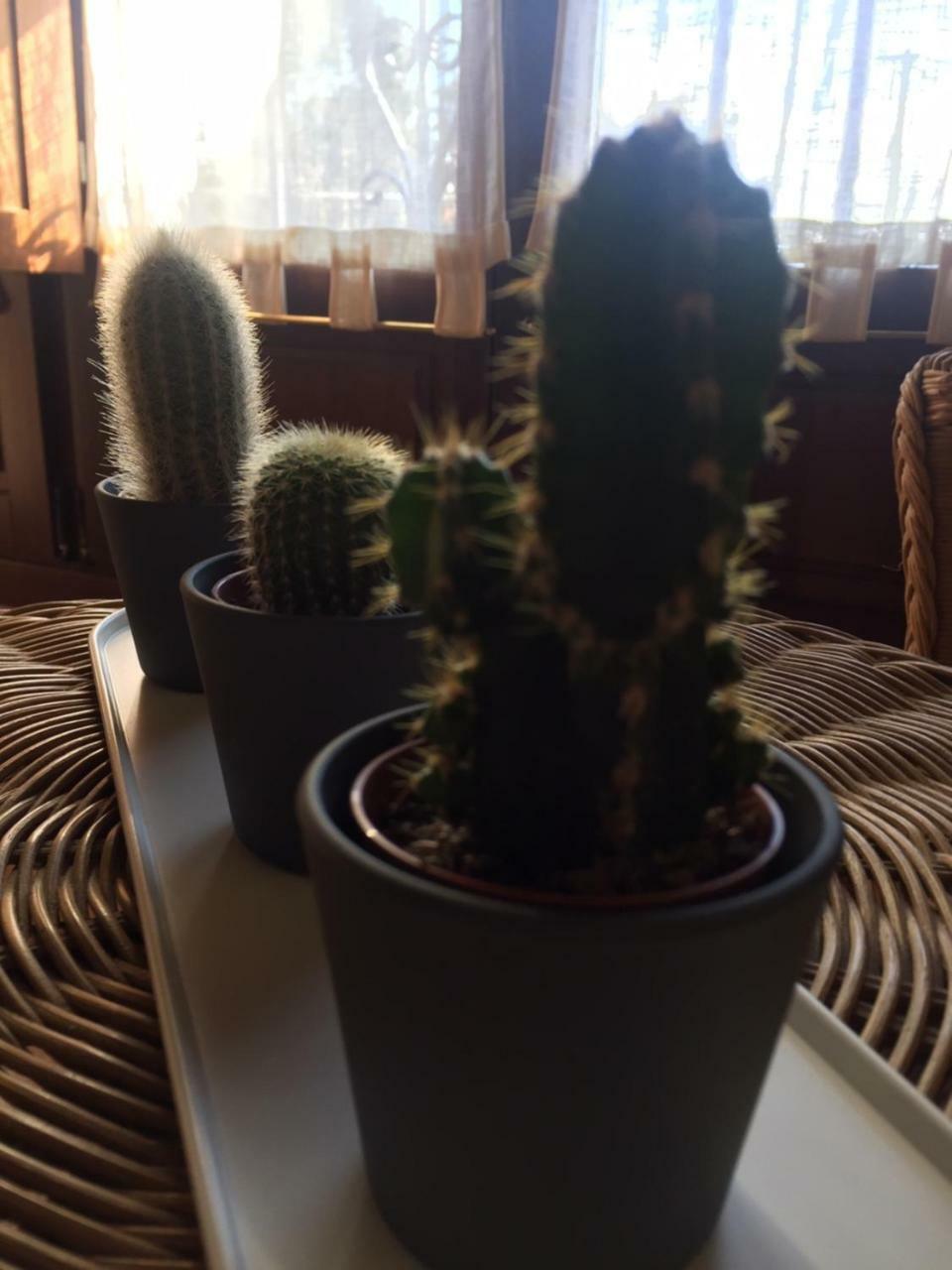 Apartamentos Rurales Azabache 比利亚维西奥萨 外观 照片
